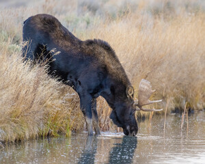 Bull Moose getting a drink