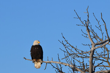 An American bald eagle perches in a tree on a blue-sky winter day in Alaska.