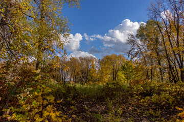 Colorful beautiful Autumn landscaping Scenery