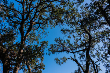 tree and sky
