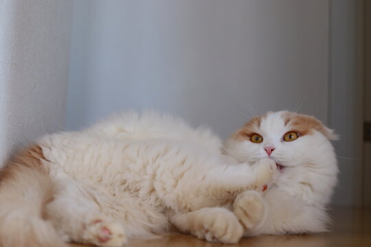 1 878 Best スコティッシュフォールド Images Stock Photos Vectors Adobe Stock