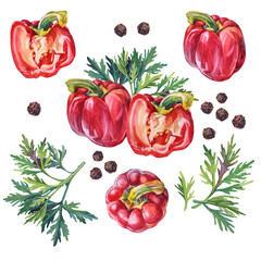 Watercolor bell pepper and greenery parsley and black peppercorn isolated on white background. Hand-drawn sweet and spicy food red vegetable for cooking book menu. Clipart paprika for cafe card