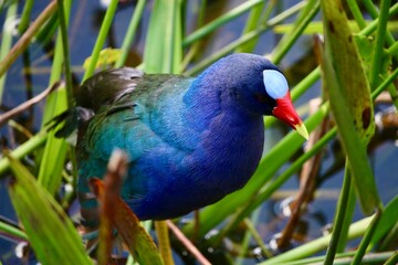 Purple Gallinule, in Florida