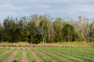 field in the summer