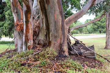 eucalyptus tree in landscape