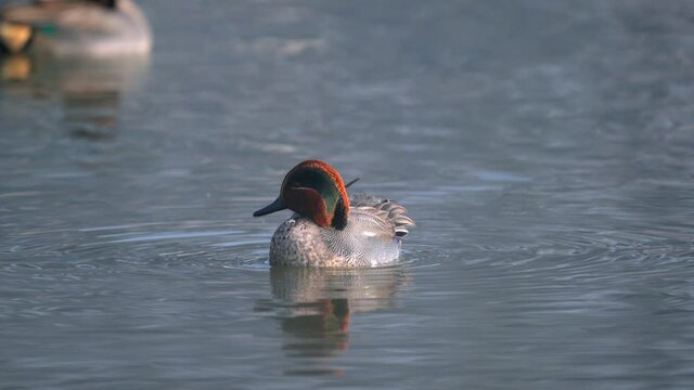 A green winged teal swimming around in a lake in the morning light while preening its feathers.