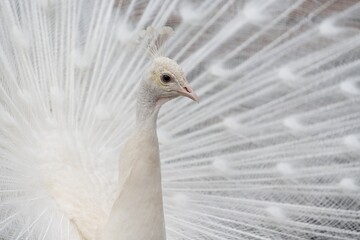albino peacock