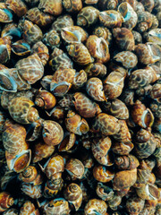 Babylonia areolata, or Spotted babylon, fresh seafood in fish market