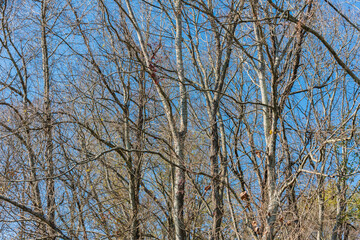 trees water lake in the bayou swamp