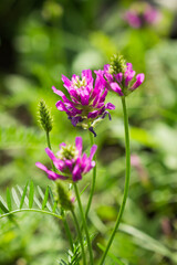 Fototapeta premium Astragalus onobrychis, of the family Fabaceae (the pea family). Russia.