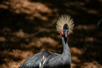 Fototapeta premium East African Crowned Crane