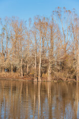 Fototapeta na wymiar trees in the bayou