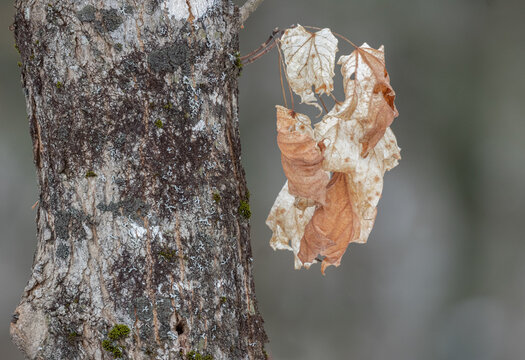 Closeup Of Wilted Leaves On A Tree In Winter 