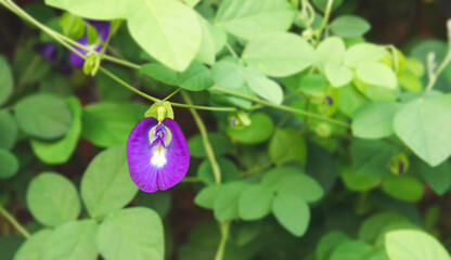 Purple flower with green leaves in full bloom under natural sunlight. Vibrant purple flower with...