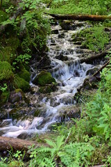 waterfall in the forest