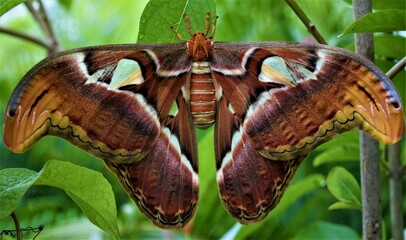 pretty moth