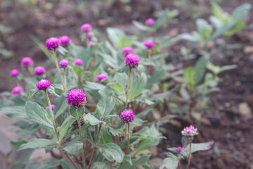Obraz premium Cluster of gomphrena flowers in garden soil. Close-up of beautiful purple blooms in nature. Vibrant purple flowers growing in the garden. Colorful purple globe amaranth in garden