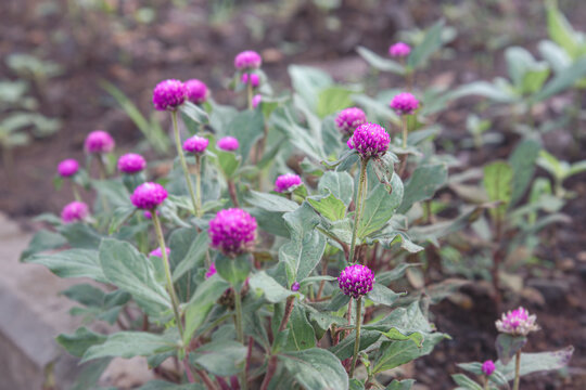 Purple gomphrena flowers in a garden. Close-up of vibrant purple globe amaranth. Beautiful clusters of gomphrena blooms in the garden. Purple flowers in full bloom on green plants