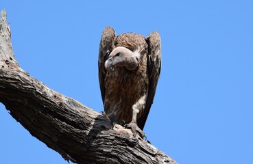 vulture