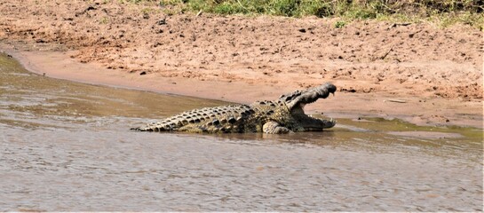 crocodile