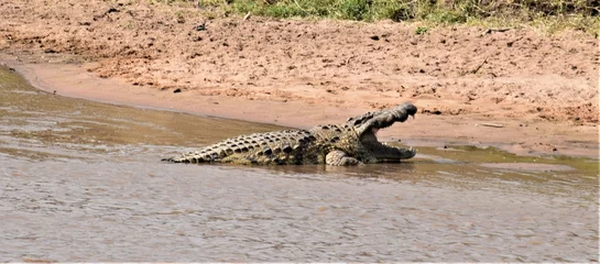 Deurstickers crocodile © Matthew