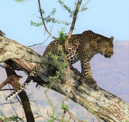 leopard in a tree