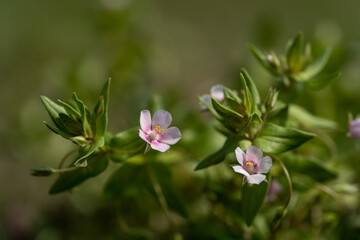 Obraz premium Anagallis&nbsp;arvensis