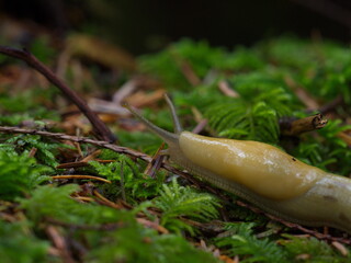 Banana slug on moss