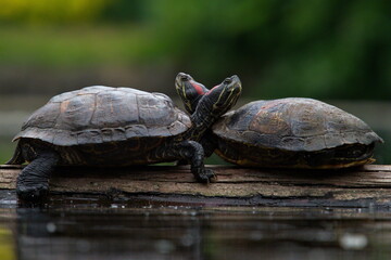 Two Red-eared Slider turtles cuddling together on a log