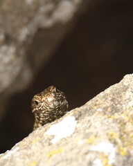 A European Wall Lizard peeking over a rock