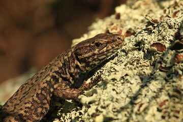 Fototapeta premium A European Wall Lizard on a moss-covered rock