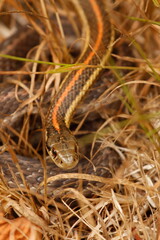 Garter snake in the grass