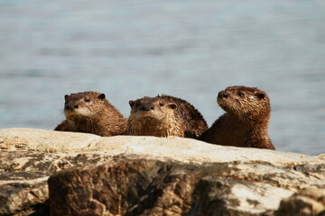 Three North American River Otters in a row