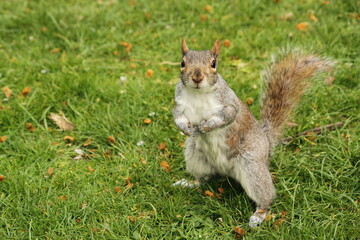 An Eastern Grey Squirrel looking guilty and suspicious in the grass
