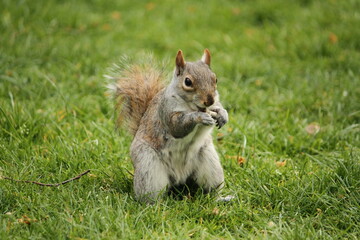 An Eastern Grey Squirrel eating a cigarette butt in the grass