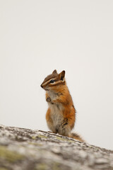 A Yellow-pine Chipmunk standing up on a white background