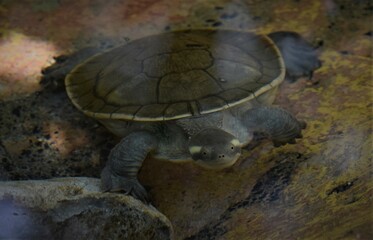 turtle emerging