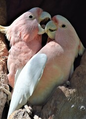 cockatoos