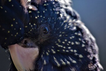 palm cockatoo