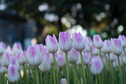 アイスチューリップ