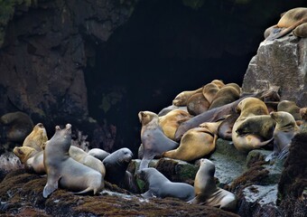 sea lions