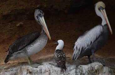 booby amongst pelicans