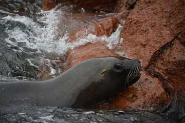 angry sealion