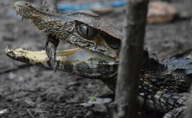 baby caiman