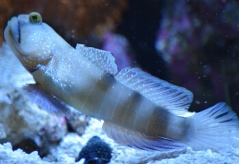 watchman goby