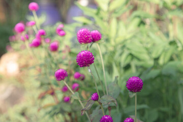 Close-up of purple globe amaranth in a garden setting. Beautiful purple globe amaranth flowers blooming in nature. Lush greenery surrounding purple amaranth flowers