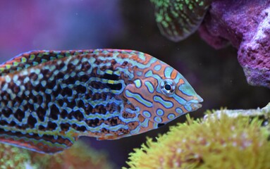 leopard wrasse