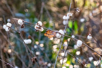 detail of snowberry and leaf in autumn color