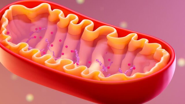 Cross-section view of Mitochondria. Mitochondrion animation. Inside organism.