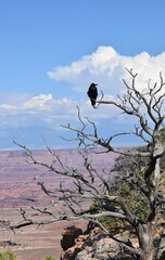 raven in a tree